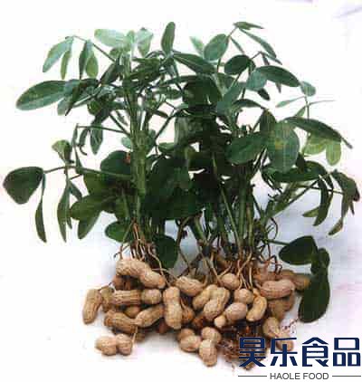 吃生花生有什么好处？